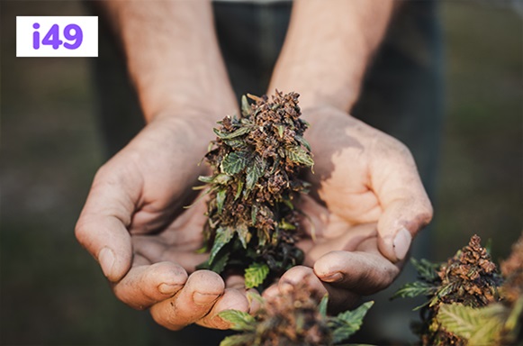Weed Growing Hacks: The Indoor Growing Journey