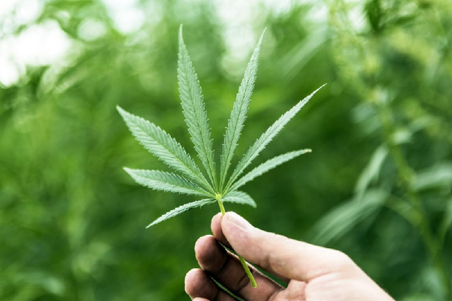 5 Different Ways to Consume Cannabis For Better Health