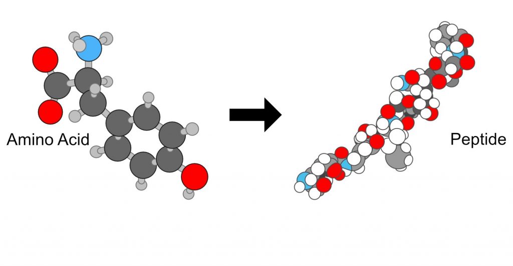 What are Peptides