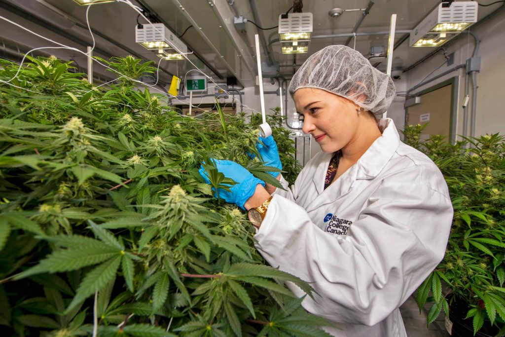 Necessary Steps to Getting a Cannabis License