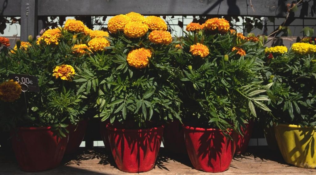 Why People Choose Marigold Cannabis LTD
