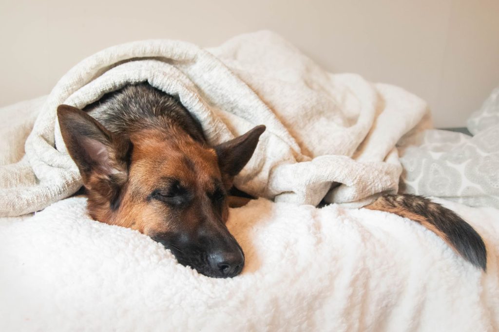Buy melatonin substance to give the normal sleep cycle