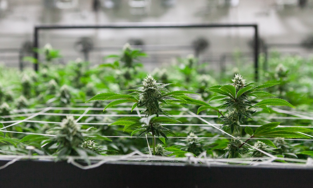 4 Harvesting Tools Every Cannabis Grower Needs
