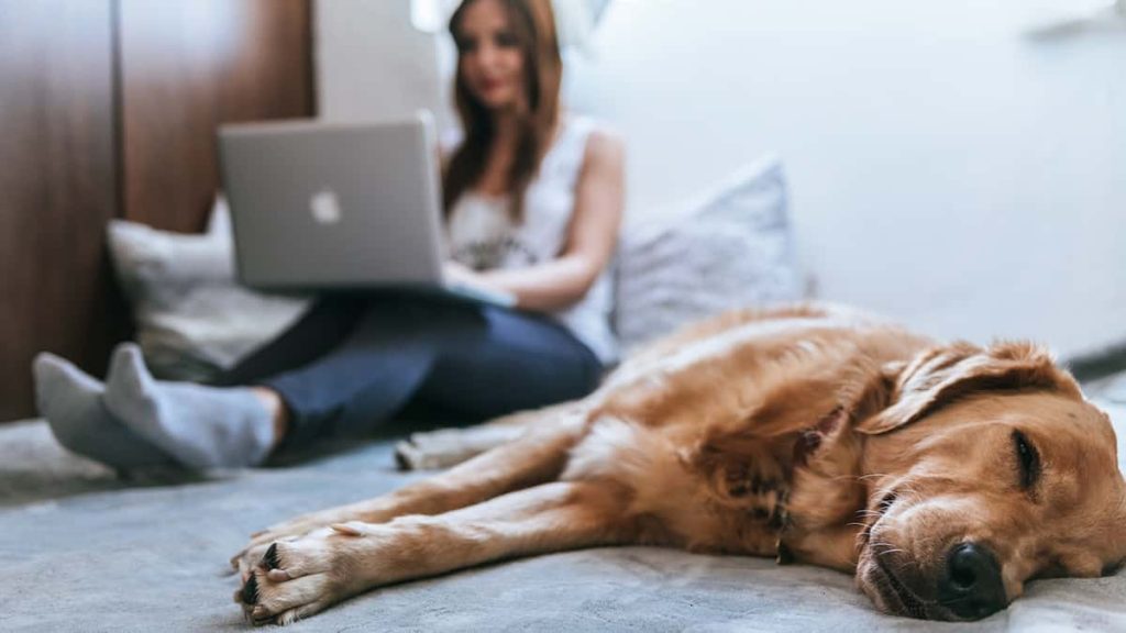 Understanding the Benefits and Risks of Buying Pet Medications Online