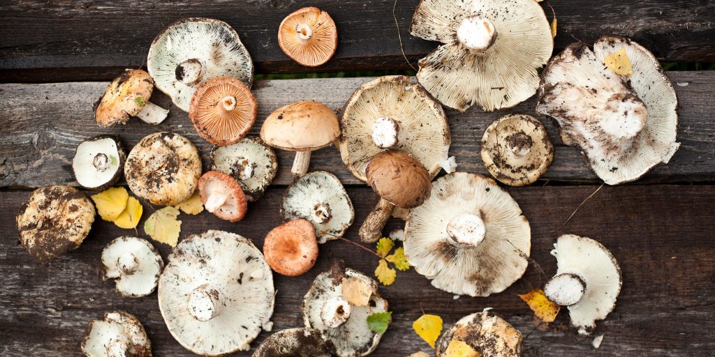 Why mushroom gummies are taking the wellness world by storm?