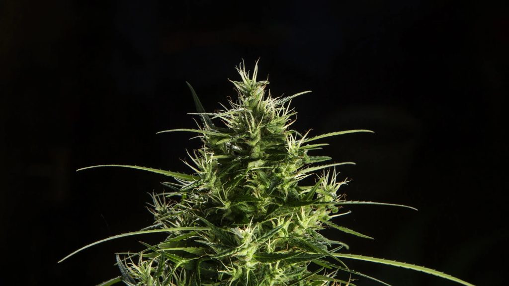 Beyond the Smoke: How Cannabis Stores are Cultivating Community and Culture with Plantabis Dispensary