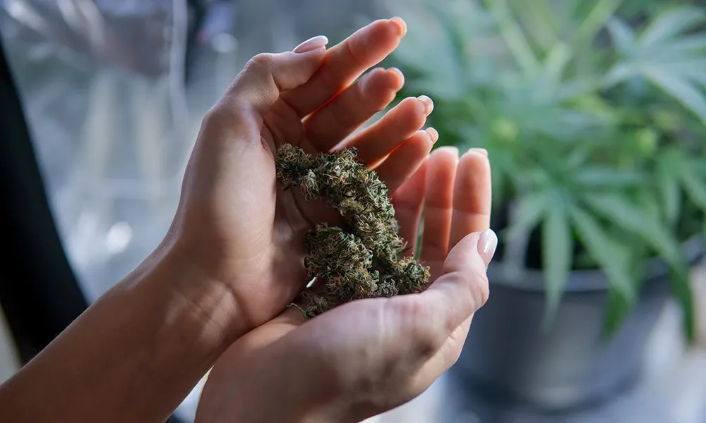 Impact of Delta 9 gummies on cognitive ageing cannabis